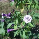 30 Ballerina Double Purple Angels Trumpet Seeds Datura Metel Fresh Garden