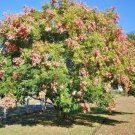 15 Pink Raintree Seeds Koelreuteria Bipinnata Fresh Garden