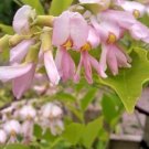 25 Perkins Pink Yellowwood Seeds Cladrastis Kentukea 'Perkins Pink' ‘Rosea’ Fresh Garden