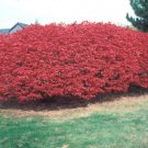 20 Burning Bush Seeds Euonymus Alatus Fresh Garden