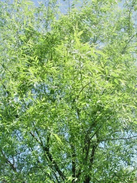 30 Flame Willow Seeds Salix 'Flame' Fresh Garden