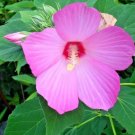 40 Pink Swamp Rose Mallow Seeds Wild Hibiscus Hibiscus Moscheutos Fresh Garden
