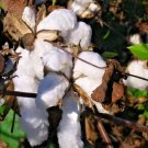 12 Upland Cotton Seeds Gossypium Hirsutum Fresh Garden