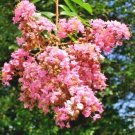 25 Osage Crepe Myrtle Seeds Lagerstroemia India X Fauriei 'Osage' Fresh Garden