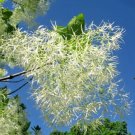15 White Fringetree Seeds Chionanthus Virginicus Fresh Garden