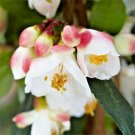 10 Camellia Buxifolia Seeds Camellia Japonica Fresh Garden