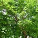 20 Three Flower Maple Seeds Acer Trifolium Fresh Garden