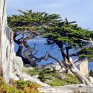 25 Monterey Cypress Seeds Cupressus Macrocarpa Fresh Garden