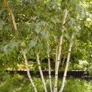 50 Gray Birch Seeds Betula Populifolia Fresh Garden