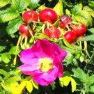 30 Pink Beach Rose Seeds Rosa Rugosa Fresh Garden