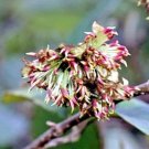 10 Sycoparrotia Seeds Sycoparrotia Semidecidua ( Witch Hazel Family ) Fresh Garden