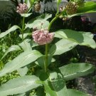 30 Common Milkweed Seeds Asclepias Syriaca Fresh Garden