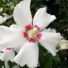 20 Red Heart Rose Of Sharon Seeds Hibiscus Syriacus " Red Heart " Fresh Garden