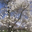 10 Willowwood Magnolia Seeds Magnolia X Loebneri " Willowwood " Fresh Garden