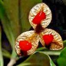 20 Japanese Mock Orange Seeds Pittosporum Illicioides 'Strappy' Fresh Garden
