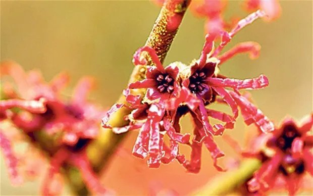 10 Danny Witch Hazel Seeds Hamamelis 'Danny' Fresh Garden