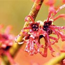10 Danny Witch Hazel Seeds Hamamelis 'Danny' Fresh Garden