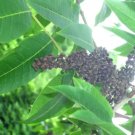 40 Potans Sumac Seeds Rhus Potaninii Fresh Garden
