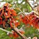 10 Autumn Embers Witch Hazel Seeds Hamamelis Vernalis Fresh Garden