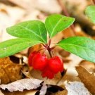 15 American Wintergreen Seeds Gaultheria Procumbens Fresh Garden