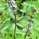 40 Water Mint Seeds ( Mentha Aquatica ) Fresh Garden