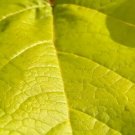 20 Golden Southern Catalpa Seeds Catalpa Bignoniaceae 'Aurea' Fresh Garden