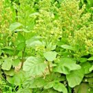 Aztec Tobacco Seeds Nicotiana Rustica 100 Seeds ( 9X Stronger Nicotine ) Fresh Garden