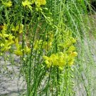 20 Jerusalem Thorn Seeds Parkinsonia Aculeata Fresh Garden
