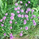 40 Common Chive Seeds Allium Schoenoprasum Fresh Garden