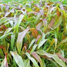 30 Jester Ornamental Millet Seeds Pennisetum Glaucum " Jester " Fresh Garden