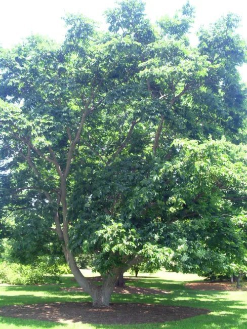 20 Lavelles Corktree Seeds Phellodendron Lavallei Fresh Garden