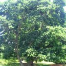 20 Lavelles Corktree Seeds Phellodendron Lavallei Fresh Garden