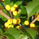 20 Goldie American Holly Seeds Ilex Opaca ( Yellow Berries ) Fresh Garden