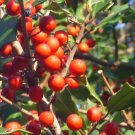 20 Sea Mist American Holly Seeds Ilex Opaca Fresh Garden