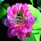 5 Mauve Jade Lotus Seeds Nelumbo Nucifera Fresh Garden