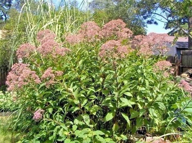 50 Joe Pye Weed Seeds Eupatorium Purpureum Fresh Garden