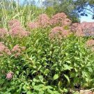 50 Joe Pye Weed Seeds Eupatorium Purpureum Fresh Garden