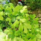20 Marginated English Elm Seeds Ulmas Procera Var Marginata Fresh Garden