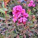 25 Delta Jazz Chocolate Mocha Crepe Myrtle Seeds Lagerstroemia Indica 'Chocola Fresh Garden