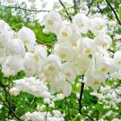 10 Jersey Bell Carolina Silverbell Seeds Halesia Carolina ‘Jersey Belle’ Fresh Garden