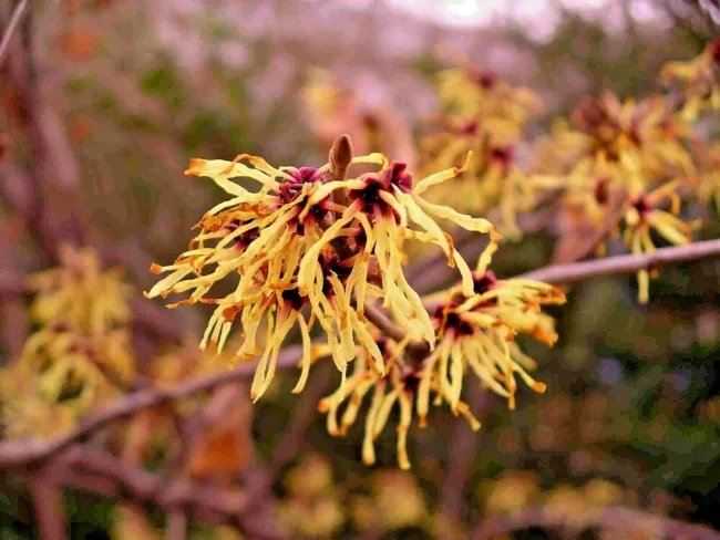 10 Mexican Witch Hazel Seeds Hamamelis Virginiana Mexicana Fresh Garden