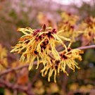 10 Mexican Witch Hazel Seeds Hamamelis Virginiana Mexicana Fresh Garden