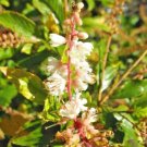 30 Sherri Sue Sweet Pepperbush Seeds Clethra Alnifolia 'Sherry Sue' Fresh Garden