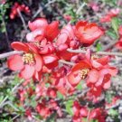 15 Knap Hill Scarlet Japanese Quince Seeds Chaenomeles Speciosa Fresh Garden