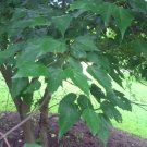 20 Spike Leaved Maple Seeds Acer Tetramerum Fresh Garden