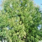 20 Yoshino Japanese Cedar Seeds Cryptomeria Japonica 'Yoshino' Fresh Garden