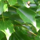 20 Trident Maple Seeds Acer Buergerianum Fresh Garden