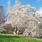 12 Merrill Loebner Magnolia Seeds Magnolia × Loebneri " Merrill " Fresh Garden