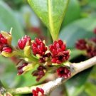 10 Evergreen Witch Hazel Seeds Distylium Racemosum Fresh Garden
