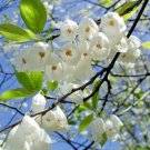 15 Carolina Silverbell Seeds Halesia Tetraptera Var Tetraptera Fresh Garden